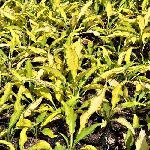 Funkia Hosta 'Pineapple Upsidedown Cake' W DONICZCE 2.0L, Żółta Dekoracyjna na Arena.pl