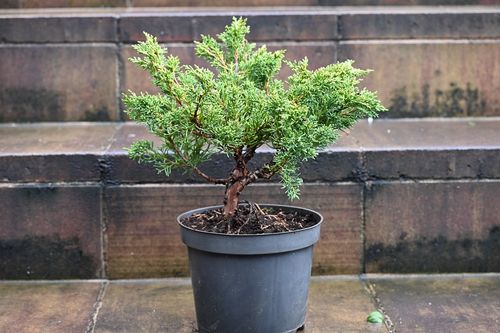 Jałowiec chiński Shimpaku - Juniperus chinensis 0030 na Arena.pl