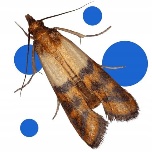 bros - pułapka na mole spożywcze max - na samce i samice - 10 szt. na Arena.pl