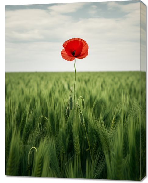 Obraz 70x90cm Samotny Mak na Polu zdjęcie 1