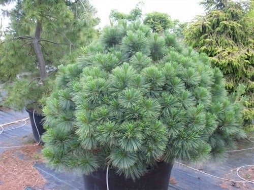 Sosna Schwerina Wiethorst 30-50cm C2 zdjęcie 5