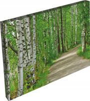 OBRAZ na płótnie WIDOK las drzewa brzozy 120x80