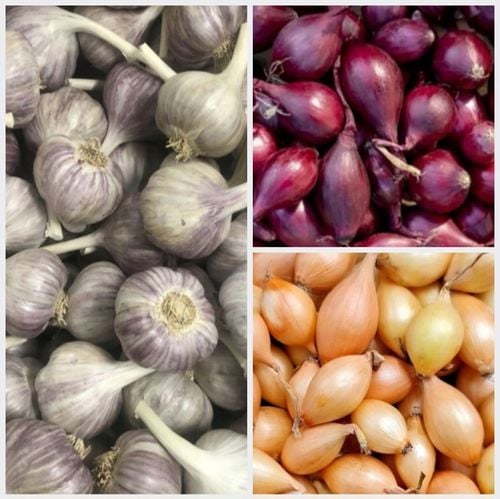 ZESTAW Cebula dymka zimująca 750g i Czosnek zimowy Harnaś 10 główek na Arena.pl