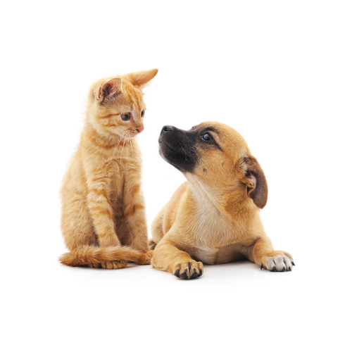 SILVECO PET Skin Protection Spray 50 ml na Arena.pl