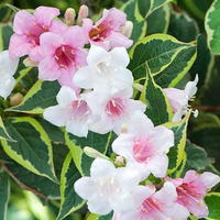 KRZEWUSZKA WEIGELA Nana Variegata - sadzonki 5 / 15 cm