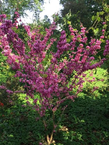 JUDASZOWIEC CHIŃSKI - sadzonki 30 / 40 cm na Arena.pl