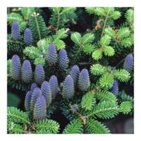 Jodła Koreańska SADZONKI 2/1 GK FIOLETOWE SZYSZKI 10-20cm