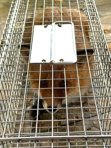 ŻYWOŁAPKA, PUŁAPKA NA KUNY, LISY, KOTY, NORKI, ŁASKI, WYDRY POLSKA na Arena.pl