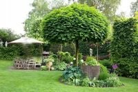 KLON kulisty zielony szczepiony Globosum - sadzonki 200 / 220 cm