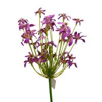 Agapantus pojedynczy fioletowy