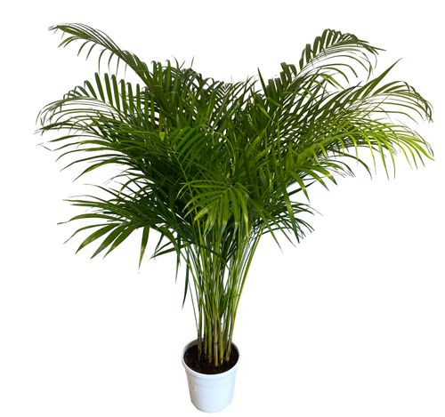 PALMA AREKA (ARECA) 140 cm na Arena.pl