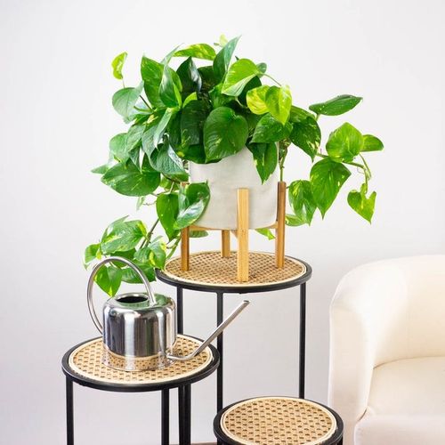 Epipremnum Aureum ZŁOCISTE Przebarwienia PNĄCZE Łatwa Uprawa Sercowate na Arena.pl