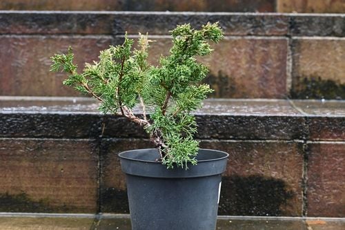 Jałowiec chiński Shimpaku - Juniperus chinensis 0058 na Arena.pl