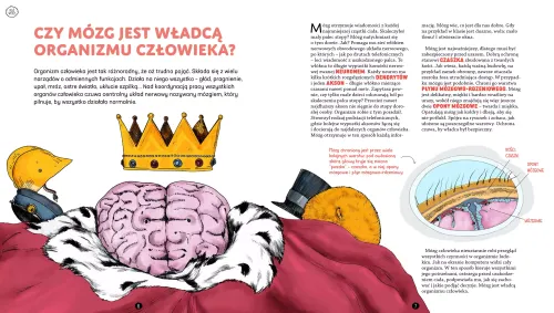 Jego wysokość mózg na Arena.pl