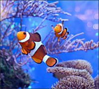 Tło do fotografii produktowej kulinarnej Flat Lay