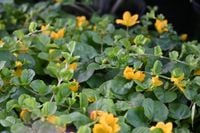 Tojeść rozesłana - Lysimachia nummularia