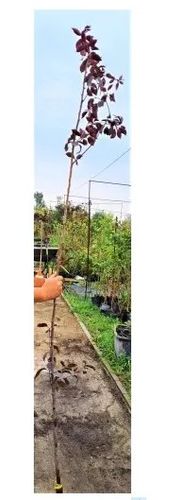 JABŁOŃ ROYALTY rajska ozdobna  - sadzonki 150 / 180 cm na Arena.pl