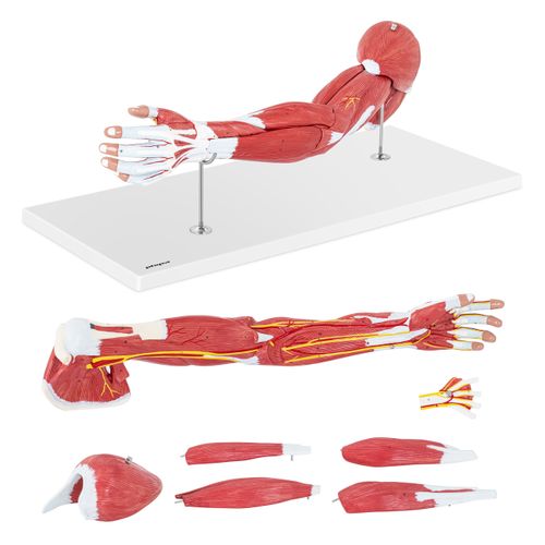 Ramię - model anatomiczny Physa PHY-AM-1 na Arena.pl
