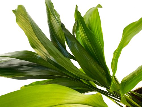 ASPIDISTRA ELIATOR 80 cm na Arena.pl