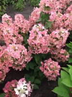 C2 HORTENSJA BUKIETOWA MAGICAL CANDLE