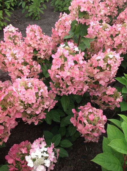 C2 HORTENSJA BUKIETOWA MAGICAL CANDLE zdjęcie 1