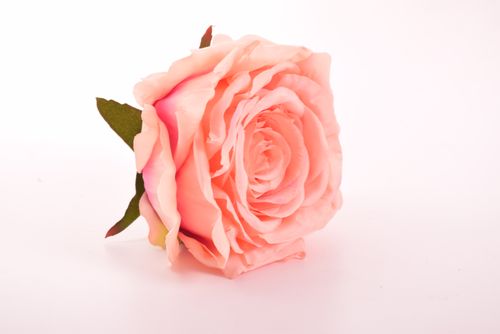 Róża główka łosoś na Arena.pl