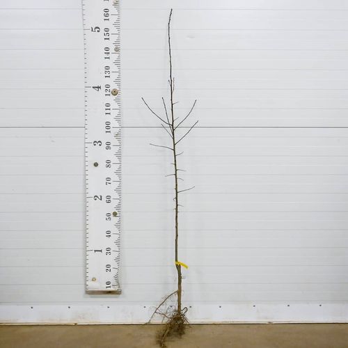 SADZONKI DRZEWKA OWOCOWE ŚLIWA WĘGIERKA ZWYKŁA SAMOPYLNA ODMIANA na Arena.pl