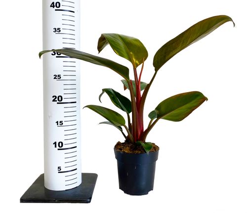 FILODENDRON ROJO CONGO 35cm na Arena.pl