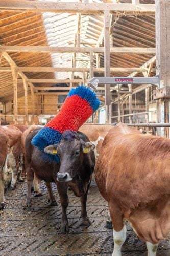 Czochradło HAPPYCOW Maxi, Kerbl na Arena.pl