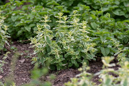 Mięta Variegata - Mentha rotundifolia na Arena.pl