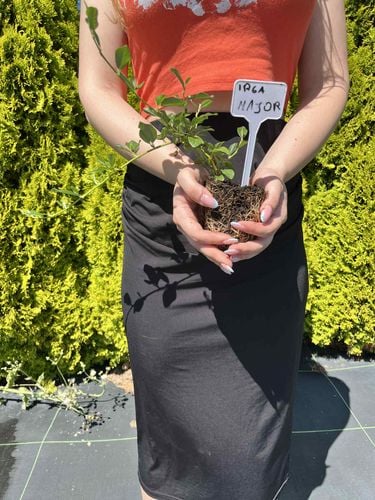 Irga DAMMERA MAJOR 20-40cm Piękny Krzew Płożący na Arena.pl