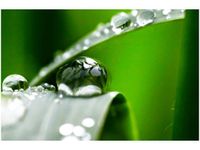 60X40CM PORANNA ROSA JENNY DOWNING OBRAZ