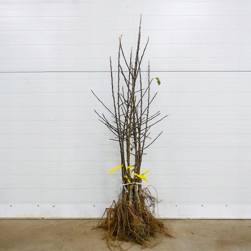 SADZONKI DRZEWKA OWOCOWE JABŁOŃ PIROS SOCZYSTA Z NUTĄ TRUSKAWEK na Arena.pl