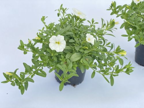 Million Bells White Calibrachoa BIAŁY sadzonki na Arena.pl