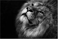 100 70CM OBRAZ PŁÓTNO SREBRNY LEW PŁÓTNO RAMA