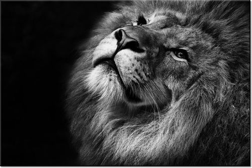 100 70CM OBRAZ PŁÓTNO SREBRNY LEW PŁÓTNO RAMA na Arena.pl