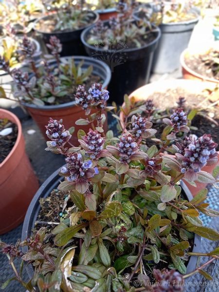 Dąbrówka rozłogowa wąskolistna rabata bylina zdjęcie 3