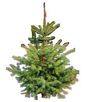 Pachnąca Mała Choinka na pniu Cięta Świerk ZIELONY Pachnący do 1m - 1,2m