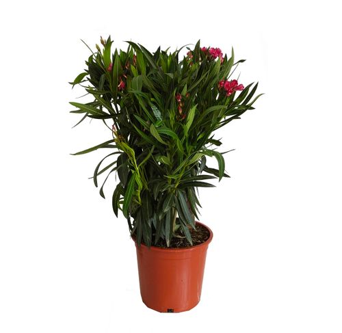 OLEANDER KRZEW RÓŻOWY 65cm na Arena.pl