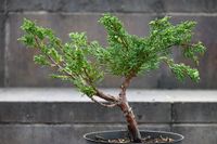 Jałowiec chiński Shimpaku - Juniperus chinensis 0037