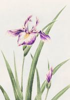 Plakat 70x100cm Hana–Strobel, Morikaga Japoński Vintage