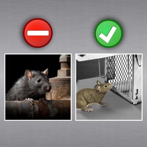 PUŁAPKA ŻYWOŁAPKA NA SZCZURY MYSZY GRYZONIE KUNY ŁAPKA DO ŁAPANIA na Arena.pl