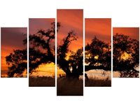 70 100CM OBRAZ 5 ELEM DĄB ZACHODZĄCYM SŁOŃCU DON MCCULLOUGH DRUK PŁÓTNO