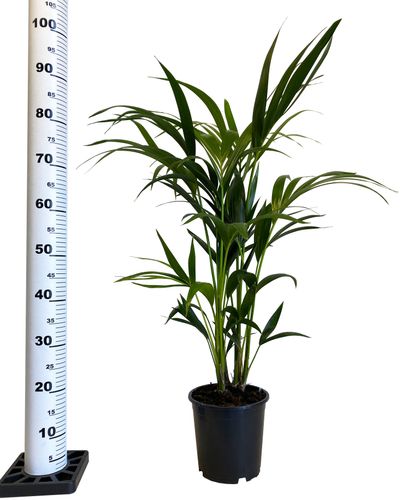 PALMA KENTIA (Kencja, Howea)  100cm na Arena.pl