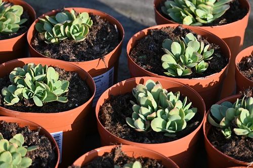 Rozchodnik okazały Meteor na skalniak na Arena.pl