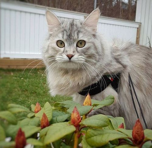 SZELKI dużego kota 43-53cm powyżej 6kg TRE PONTI czarne MIĘKKIE oddychające na Arena.pl