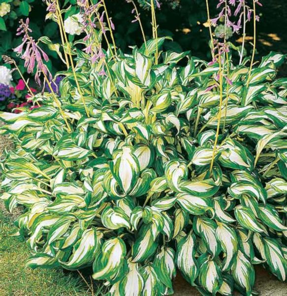 FUNKIA MEDIOVARIEGATA Hosta-sadzonki w doniczkach zdjęcie 1