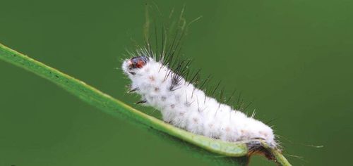 KLOZER & CARBOGEN L SUMIN EKOLOGICZNY DWUPAK NA SZKODNIKI W UPRAWACH 2x20ml na Arena.pl