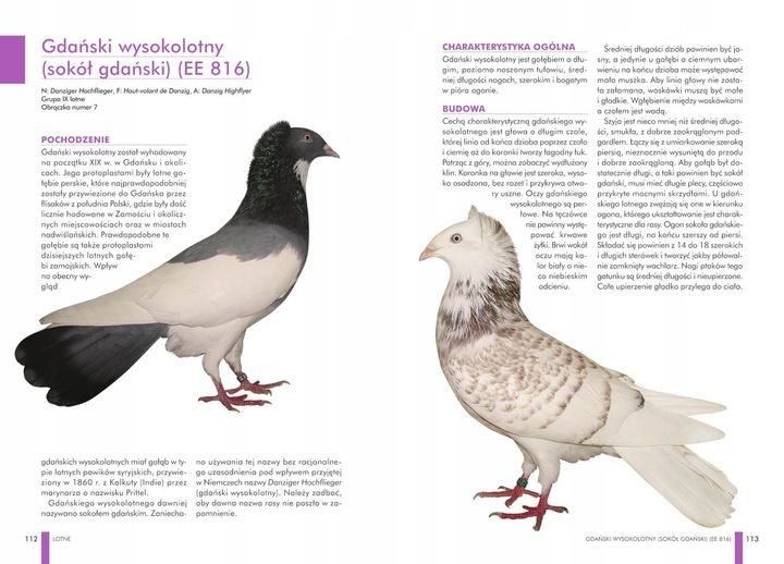 ZESTAW KSIĄŻEK O GOŁĘBIACH ATLAS GOŁĘBI POLSKIE RASY I GOŁĘBIE BARWNE 148 zdjęcie 8