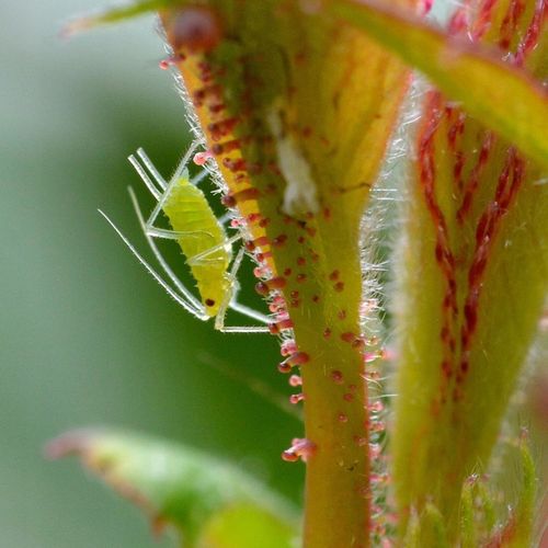 Substral Polysect Środek Oprysk Mszyce Przędziorki Wełnowce Mączliki na Arena.pl